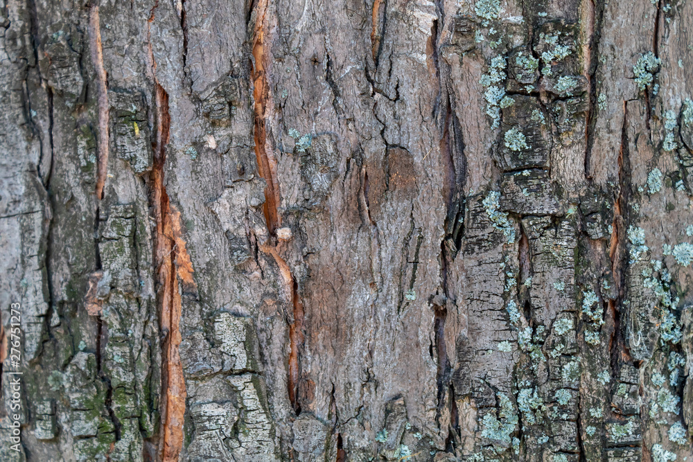 Fototapeta premium Closeup Embossed Tree Bark Texture Background