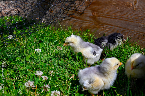 yellow and grey little chicken walking in grass