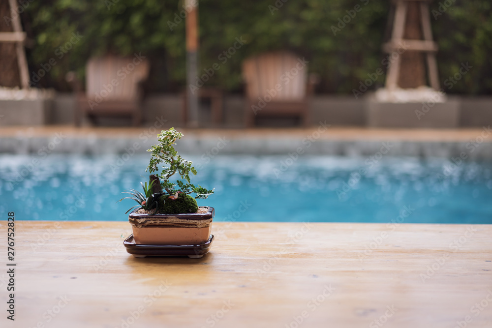 Wood table top and small tree, bonsai in outdoor with  blur swimming pool and beach chair background, summer vacation concepts.