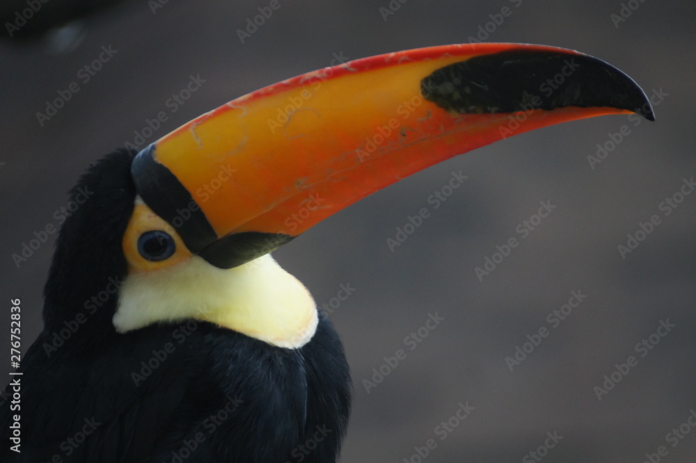 toucan