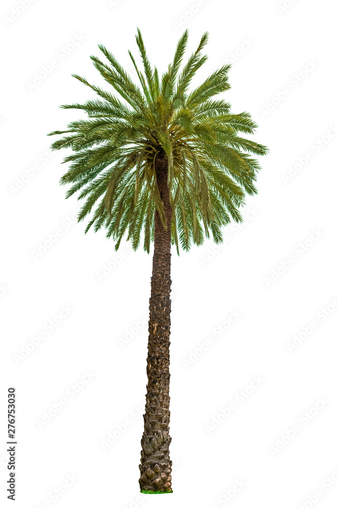 Fototapeta premium Palm tree isolated on white background