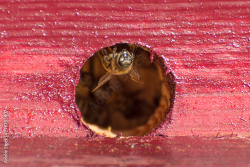 Bee on a manhole hive. One can see the inner life of a bee family. World Bee Day. photo