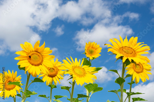 row of blooming sunflowers on a field against the sky and clouds