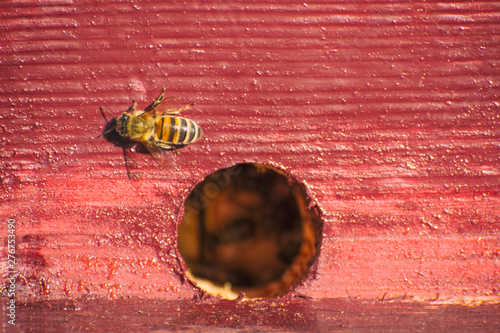 Bee on a manhole hive. We can see the inner life of a bee family. World Bee Day. Beekeeper day. photo