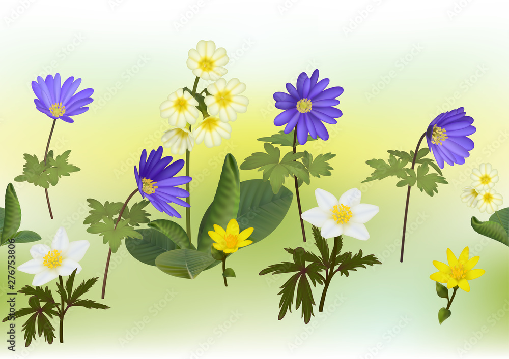 Anemone, Primula, King’s Cup flowering plants with multicolor mech background