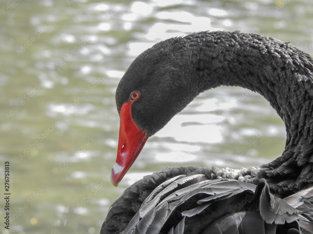 Fototapeta premium Black Swan