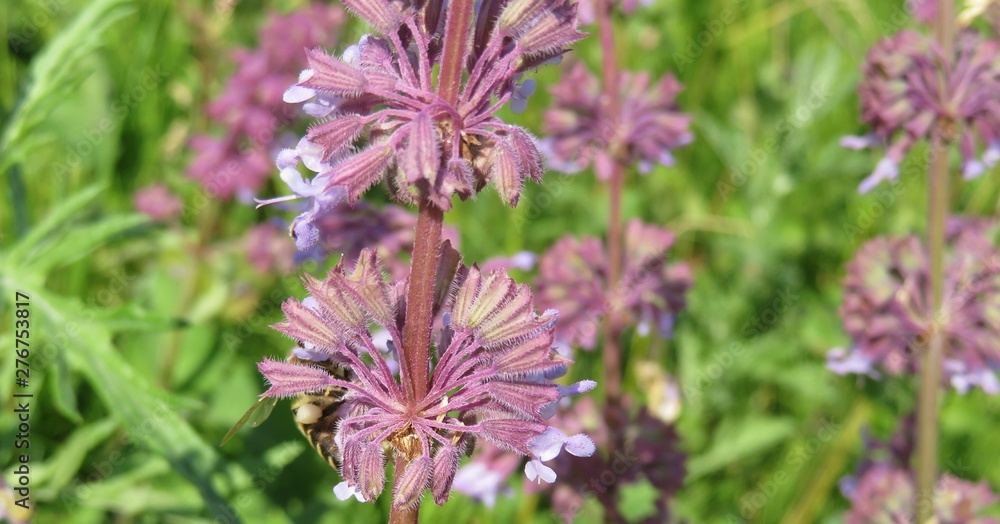 Salvia verticillata flowers in the meadow, closeup Salvia verticillata flowers in the meadow, closeup