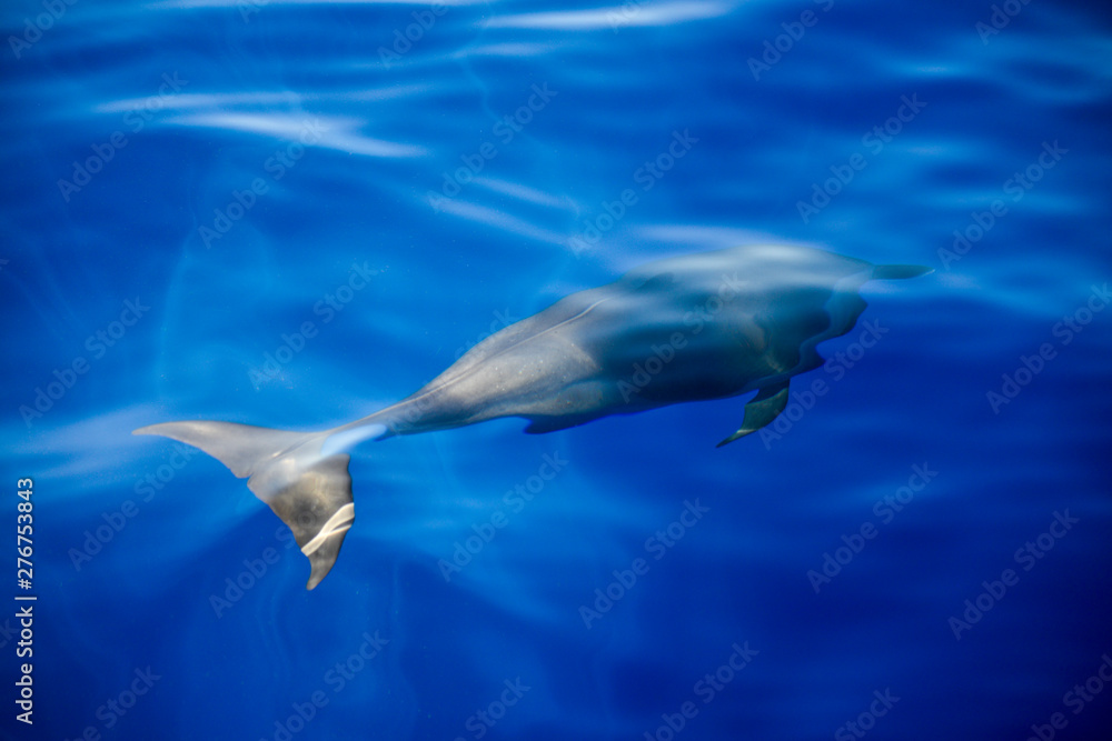 Naklejka premium dolphins in the Caribbeans oceans 