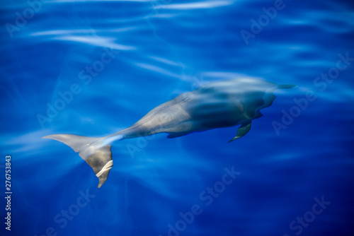 dolphins in the Caribbeans oceans 