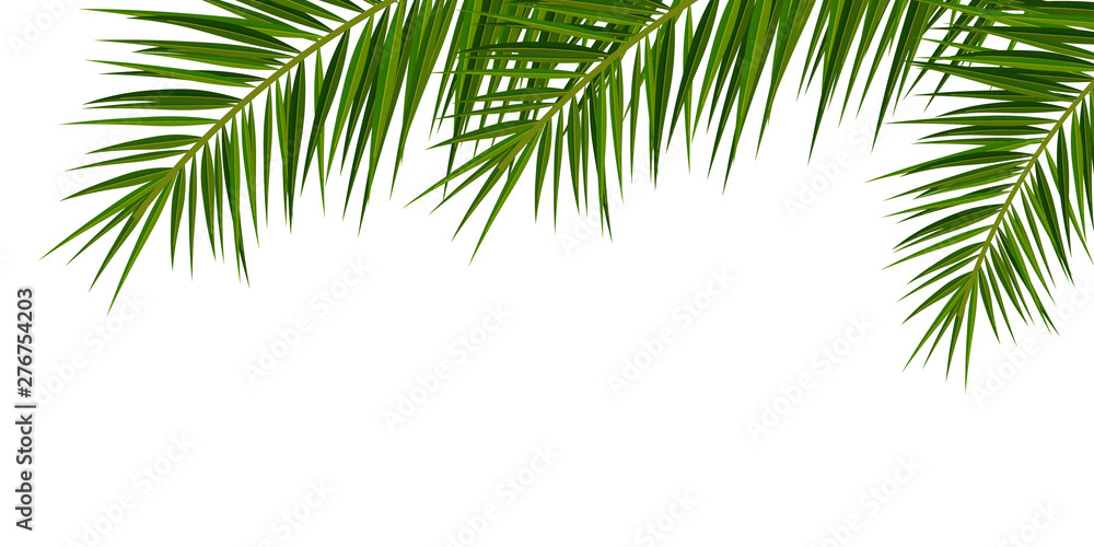 Naklejka premium Summer Tropical palm leaves. Exotic palms tree. Floral Background.
