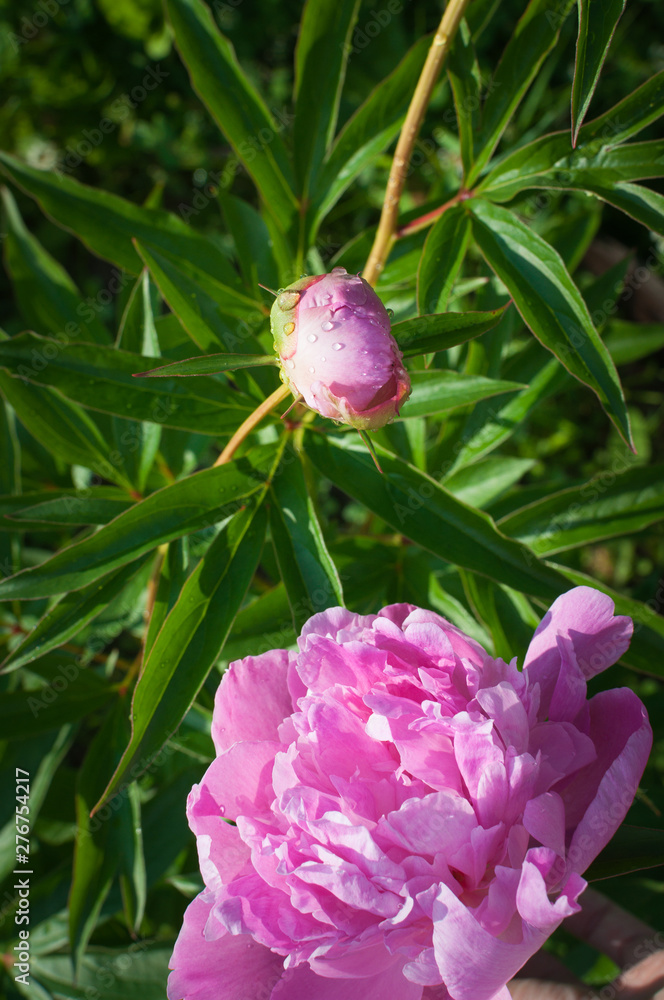 Pink peony flower with drops of water on bud on green nature background Pink peony flower with drops of water on bud on green nature background