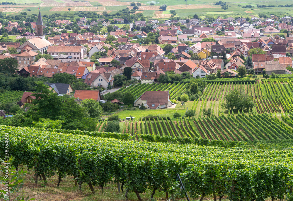 Vignes en Alsace