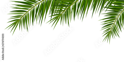 Summer Tropical palm leaves. Exotic palms tree. Floral Background.