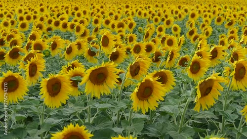 Wind stirs sunflowers on the field
