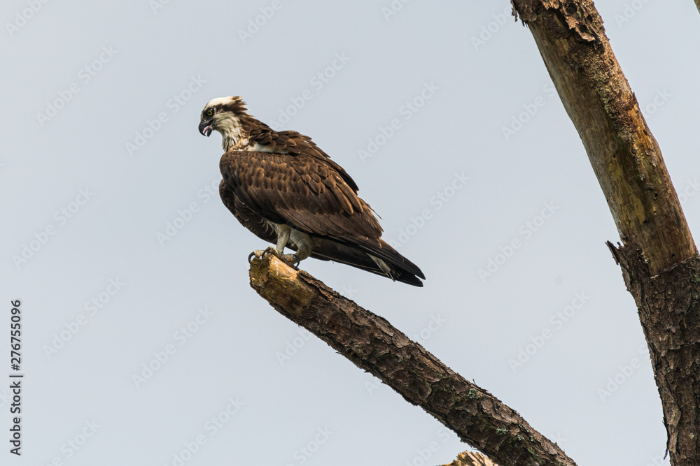 An Osprey perched in a tree