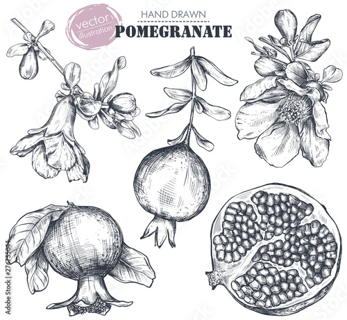 Vector collection of pomegranate fruits, flowers, branches.