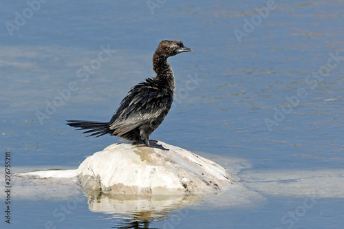 Zwergscharbe (Microcarbo pygmeus) - Pygmy cormorant photo