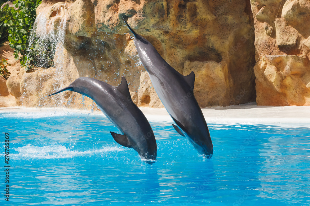Obraz premium two jumping dolphins in blue water
