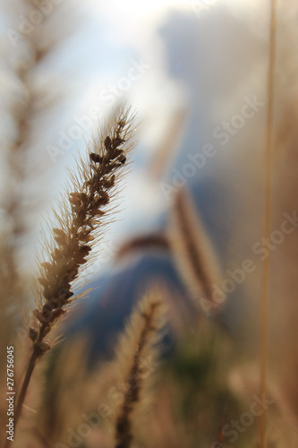 Weizengräser vor bewölktem Himmel