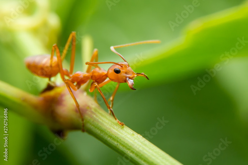 Red ants are looking for food on green branches. Work ants are walking on the branches to protect the nest in the forest. © witsawat