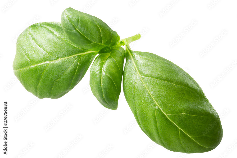 Baby genovese basil o. basilicum, paths Baby genovese basil o. basilicum, paths