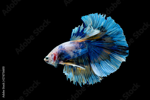 Colorful with main color of blue betta fish  Siamese fighting fish was isolated on black background. Fish also action of turn head in different direction during swim.