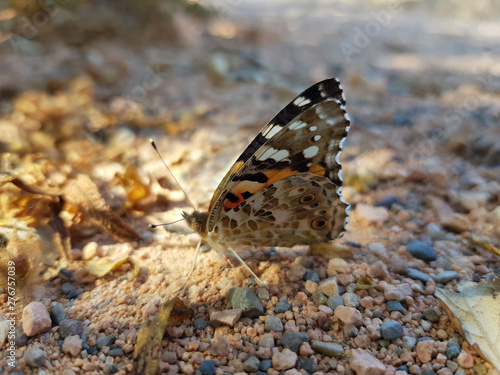 Farfalla di Giugno photo