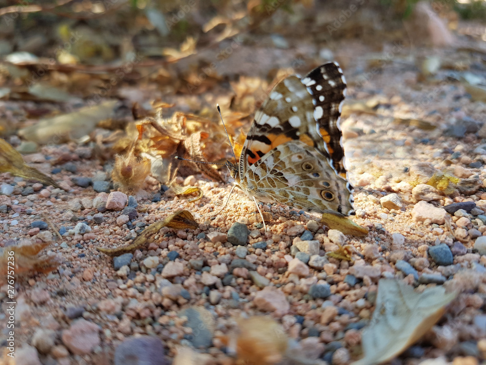 Farfalla di Giugno Farfalla di Giugno