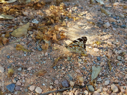 Farfalla di Giugno