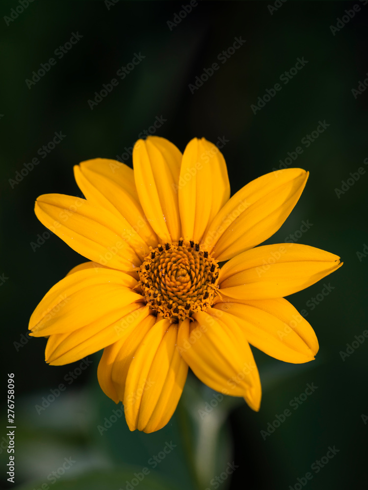 Closeup shot of a Bright Yellow Rudbeckia or Black Eyed Susan Flower Closeup shot of a Bright Yellow Rudbeckia or Black Eyed Susan Flower