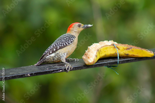  carpenter habado beautiful bird eating banana - Melanerpes rubricapillus photo