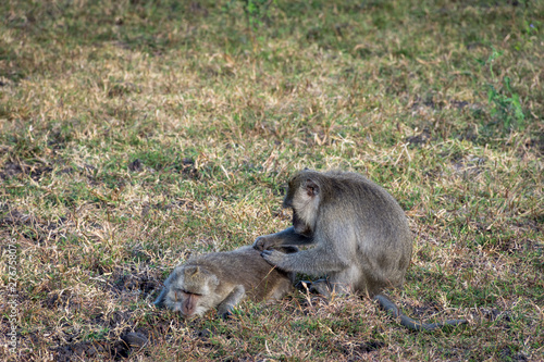 A pair of grey monkey are helping each other on Savanna Bekol, Baluran. Baluran National Park is a forest preservation area that extends about 25.000 ha on the north coast of East Java, Indonesia. © Ivan
