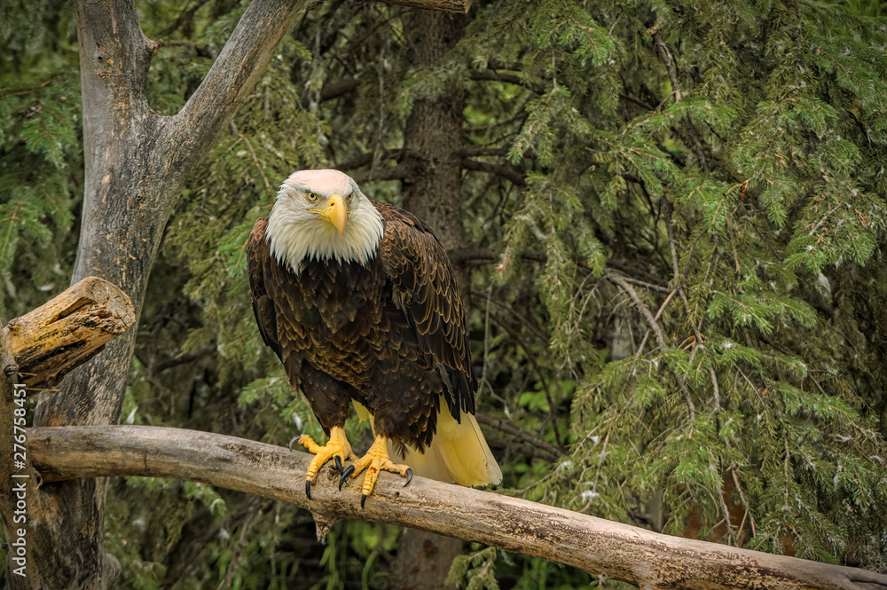 Obraz premium A Bald Eagle perched on a log.