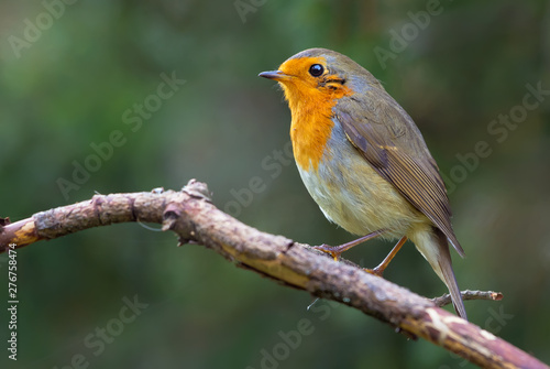 Mature European robin posing on a small dried stick 