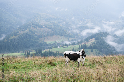 Spotted cow on a mountain pasture