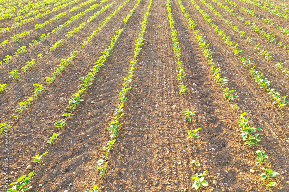 young shoots in the field young shoots in the field