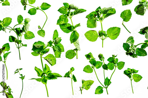Isolated green parsley against white background.