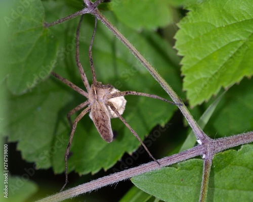 The nursery web spider Pisaura mirabilis is a spider species of the family Pisauridae, Greece photo