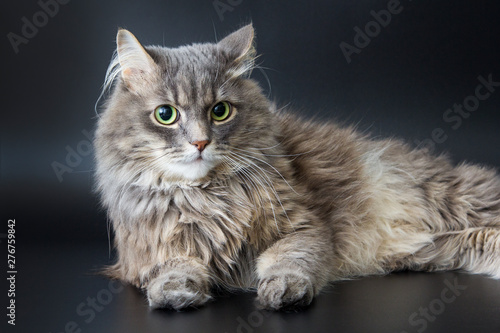 Grey furry cat