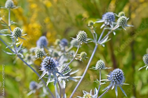 Eryngium Planum grows in the meadow.Medicinal plant.Alternative medicine.