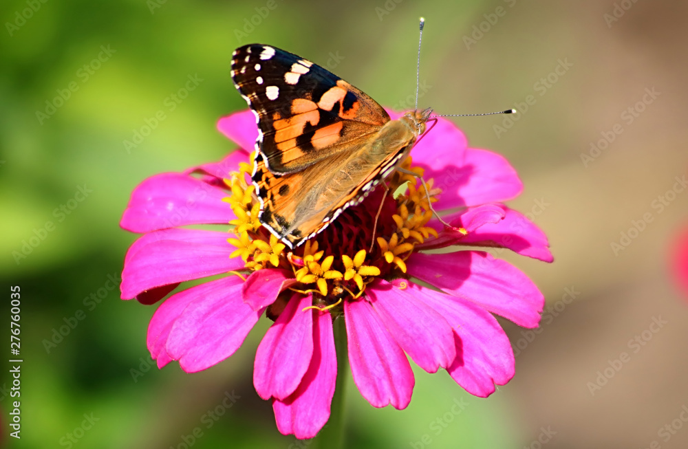Butterfly on a daisy flower gerbera in the garden Butterfly on a daisy flower gerbera in the garden