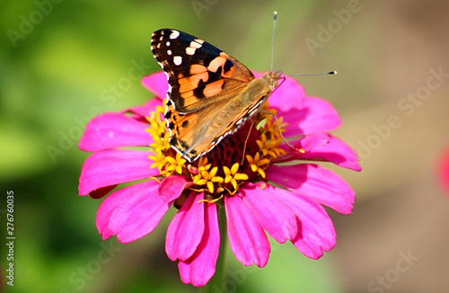 Butterfly on a daisy flower gerbera in the garden © Gelia