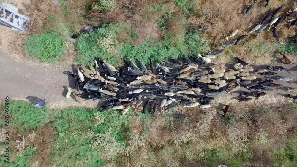 Shepherd leading a herd of Sheep and goats in a field - Aerial follow footage.