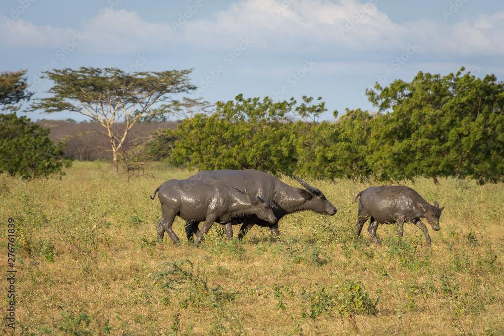 A group of buffalo on their natural habitat, Savanna Bekol, Baluran. aluran National Park is a forest preservation area that extends about 25.000 ha on the north coast of East Java, Indonesia. A group of buffalo on their natural habitat, Savanna Bekol, Baluran. aluran National Park is a forest preservation area that extends about 25.000 ha on the north coast of East Java, Indonesia.