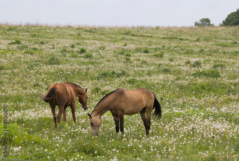 beautiful horses on the field of dandelions beautiful horses on the field of dandelions