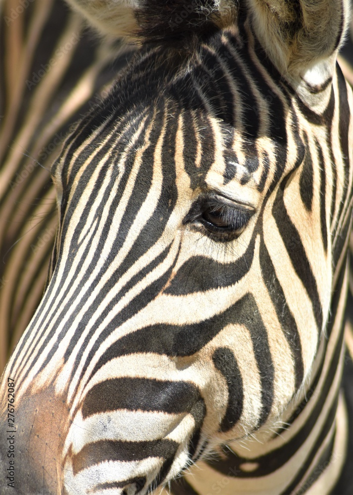 Close-up of a zebra head (Equus quagga) Close-up of a zebra head (Equus quagga)