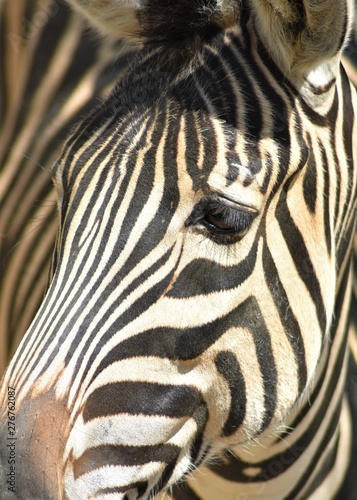 Close-up of a zebra head  Equus quagga 