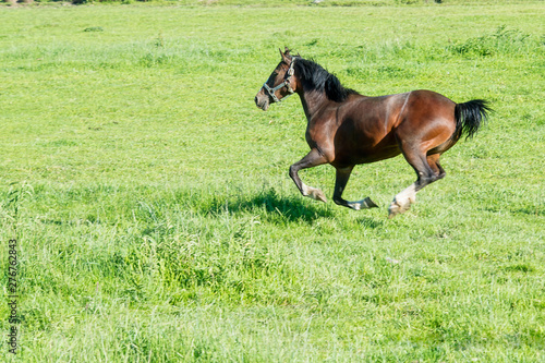 Horse Running in Pasture