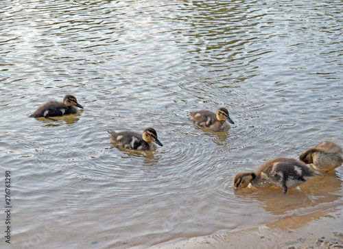 Ducklings on the lake in natural habitat © tarkvimada