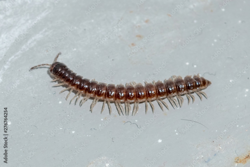 Closeup of a tiny centipede crawling along a concrete floor Closeup of a tiny centipede crawling along a concrete floor